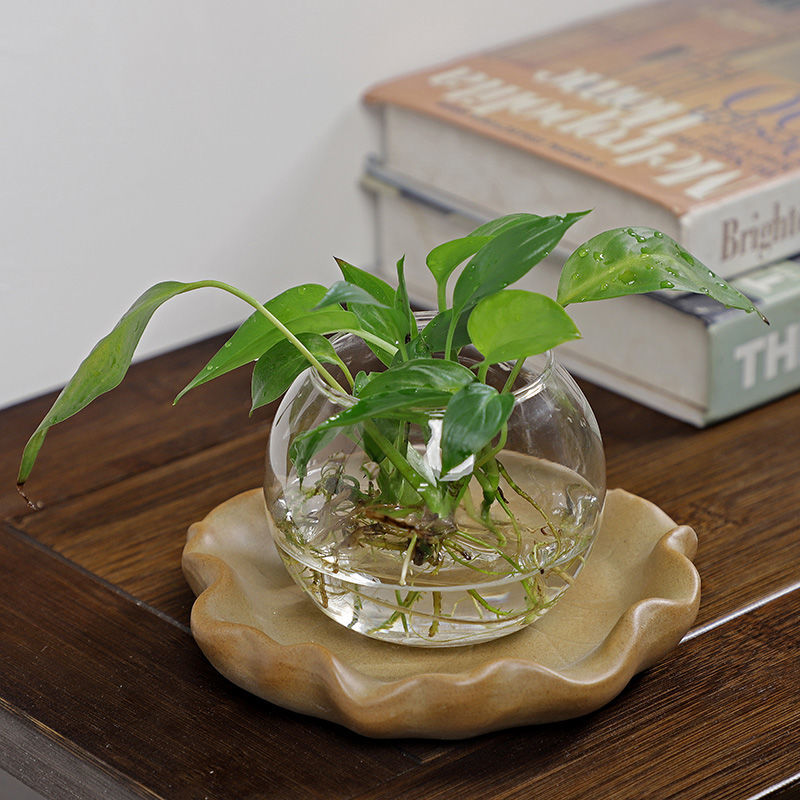 Brazilian Wood Hydroponic Plan - Drip Tray Saucer ulasan dan harga