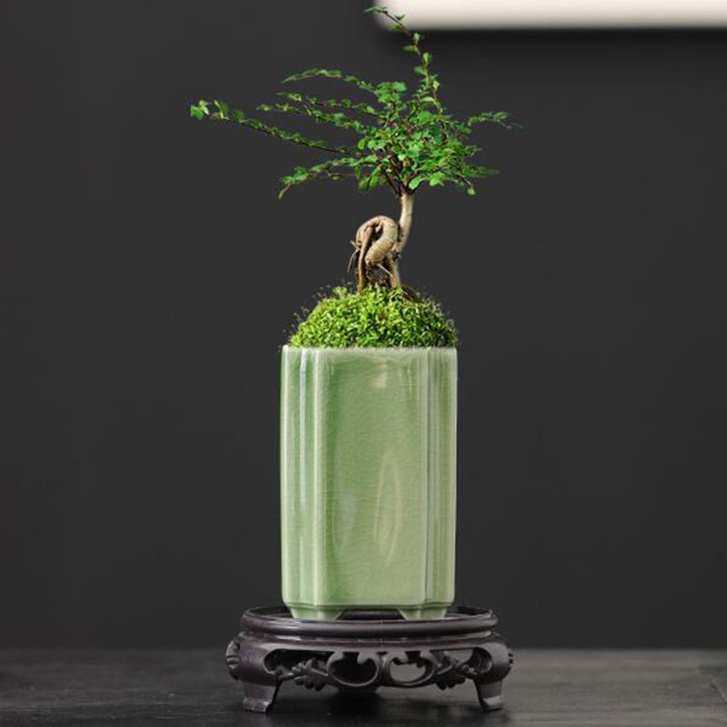 Porcelain Square Celadon Glaze - Bonsai Garden Art ulasan dan harga