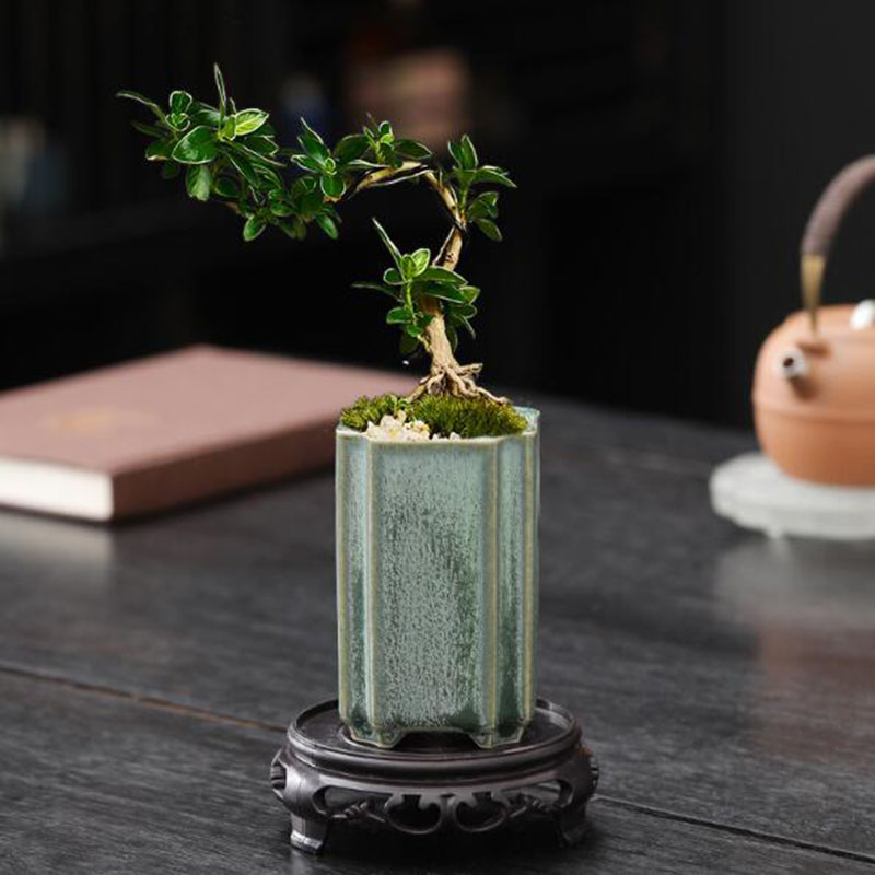 Porcelain Square Celadon Glaze - Bonsai Garden Art ulasan dan harga