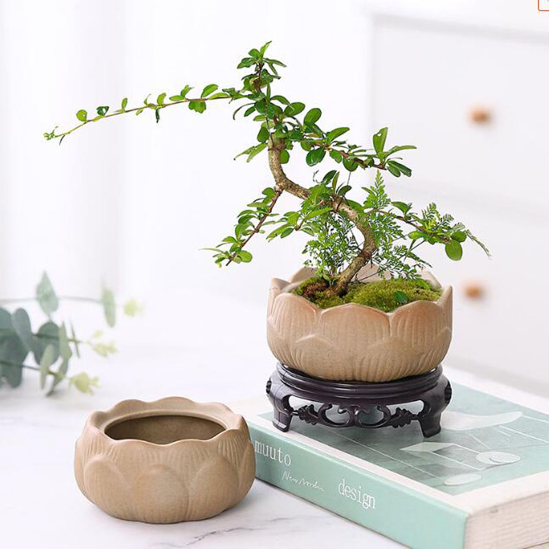 Coarse Pottery Lotus Green Pla - Bonsai Garden Art ulasan dan harga