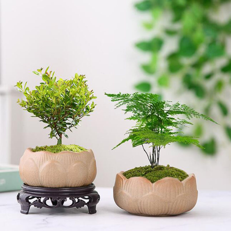 Coarse Pottery Lotus Green Pla - Bonsai Garden Art ulasan dan harga