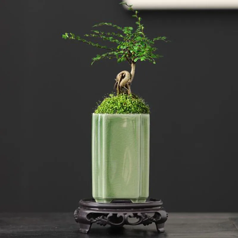 Porcelain Square Celadon Glaze - Bonsai Garden Art ulasan dan harga